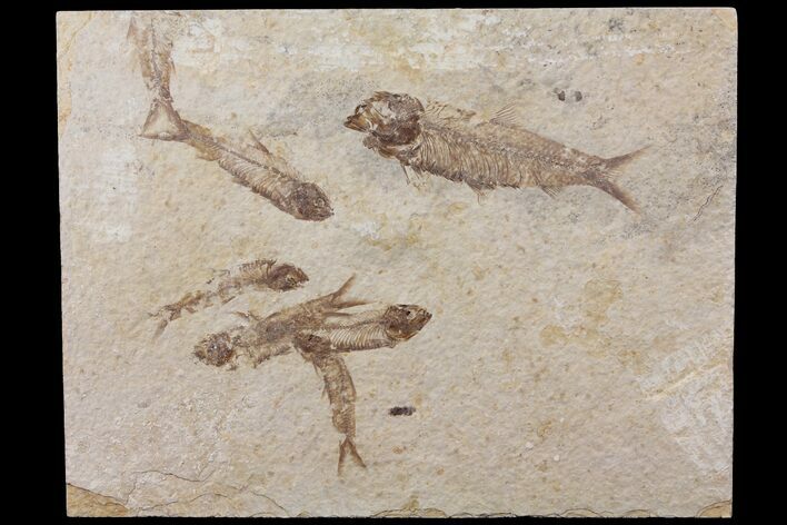 Fossil Fish (Knightia) Multiple Plate- Wyoming #111235
